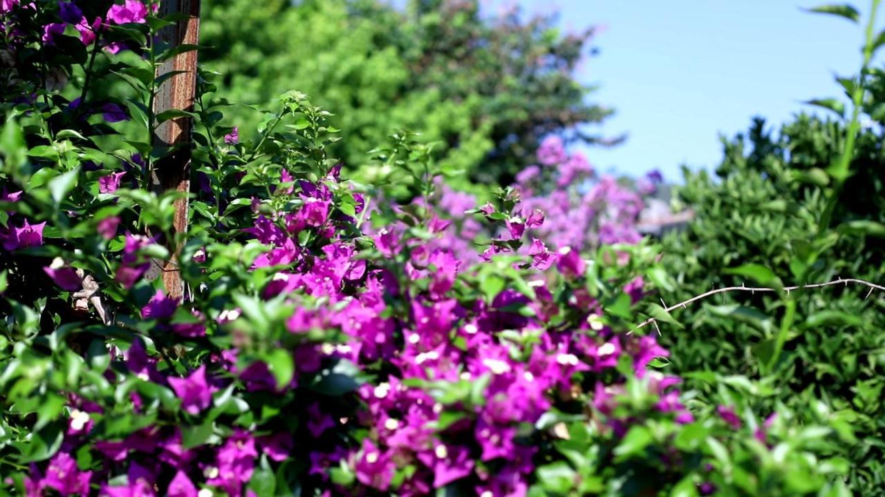 Flora Pansiyon Çıralı Daire Kemer Dış mekan fotoğraf