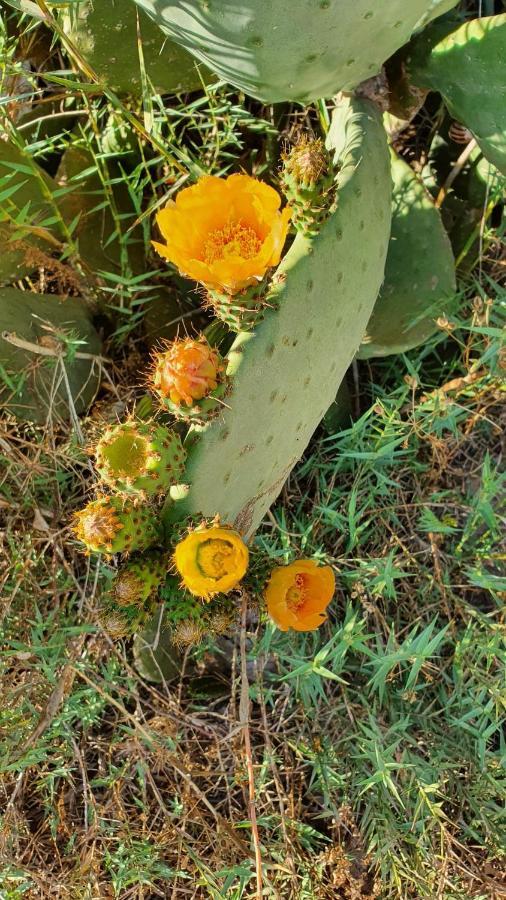Flora Pansiyon Çıralı Daire Kemer Dış mekan fotoğraf