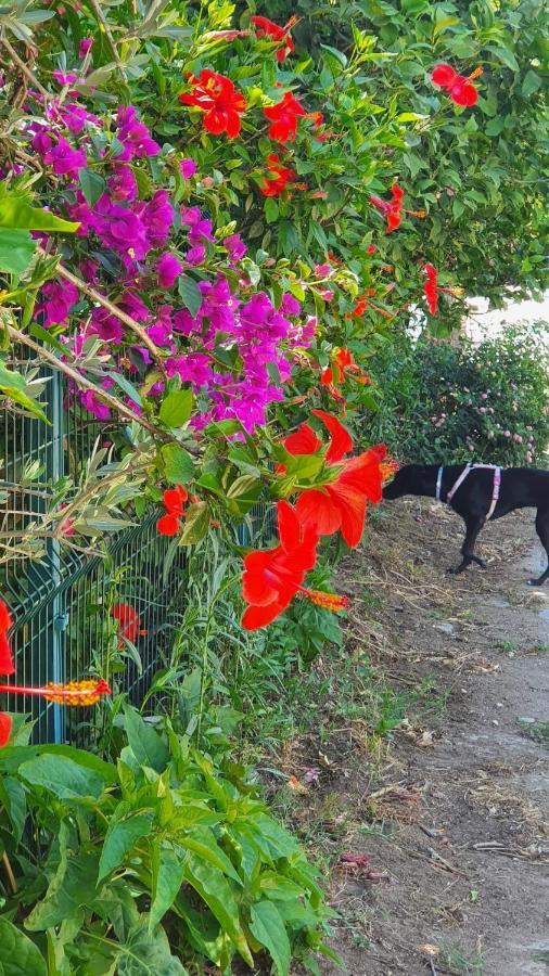 Flora Pansiyon Çıralı Daire Kemer Dış mekan fotoğraf